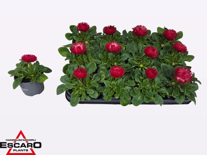 <h4>BELLIS PERENNIS</h4>