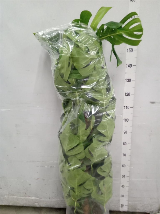 <h4>Monstera pertusum</h4>