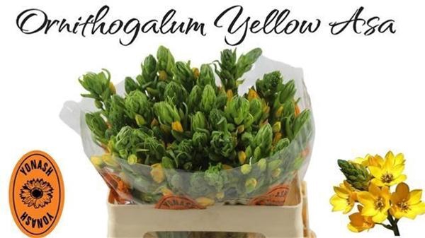 <h4>ORNIT DUB YELLOW ASA</h4>