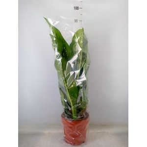 Dieffenbachia seg. 'Caiman'