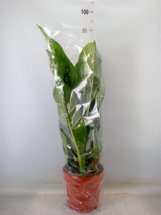 <h4>Dieffenbachia seg. 'Caiman'</h4>