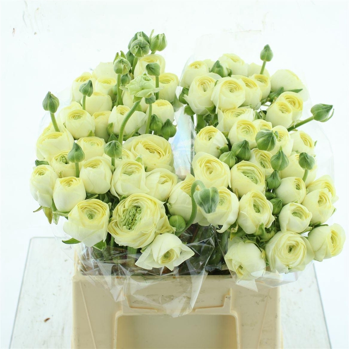 <h4>Ran Su 511 Cream S 45cm</h4>