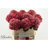 Hydrangea glowing alps classic