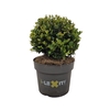Ilex crenata Dark Green