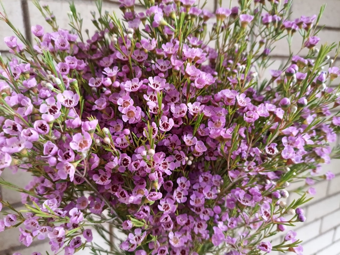 <h4>Wax Michal (Purple 50 gr/ps)</h4>