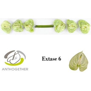 Anthurium Extase