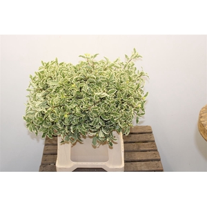 Pitto.silver Queen Bos