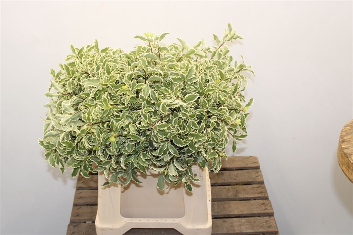 Pitto.silver Queen Bos