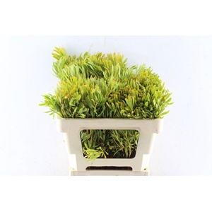 LEUCAD PLATYSPERMUM