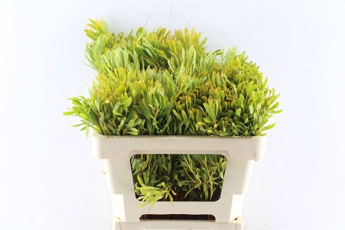 <h4>LEUCAD PLATYSPERMUM</h4>