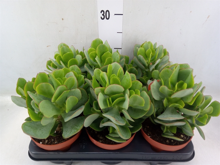 <h4>Crassula arborescens</h4>