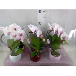Phalaenopsis   ...white