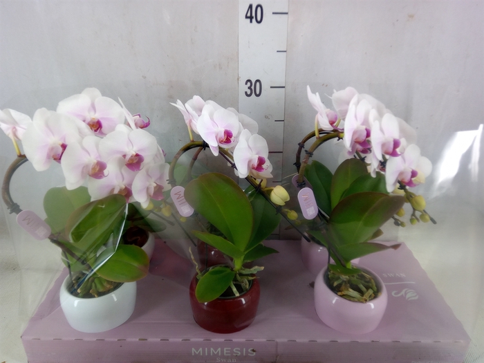<h4>Phalaenopsis   ...white</h4>