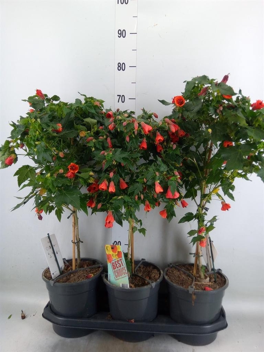 <h4>Abutilon   ...</h4>