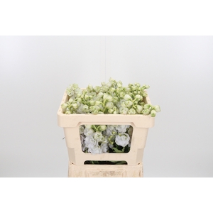Delphinium El Cen White