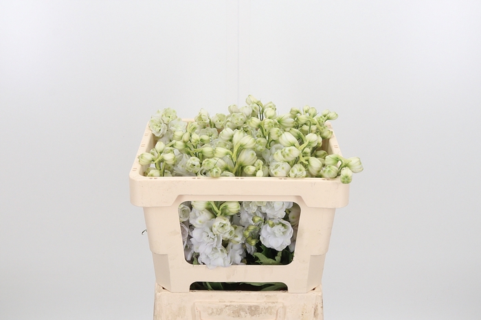 <h4>Delphinium El Cen White</h4>