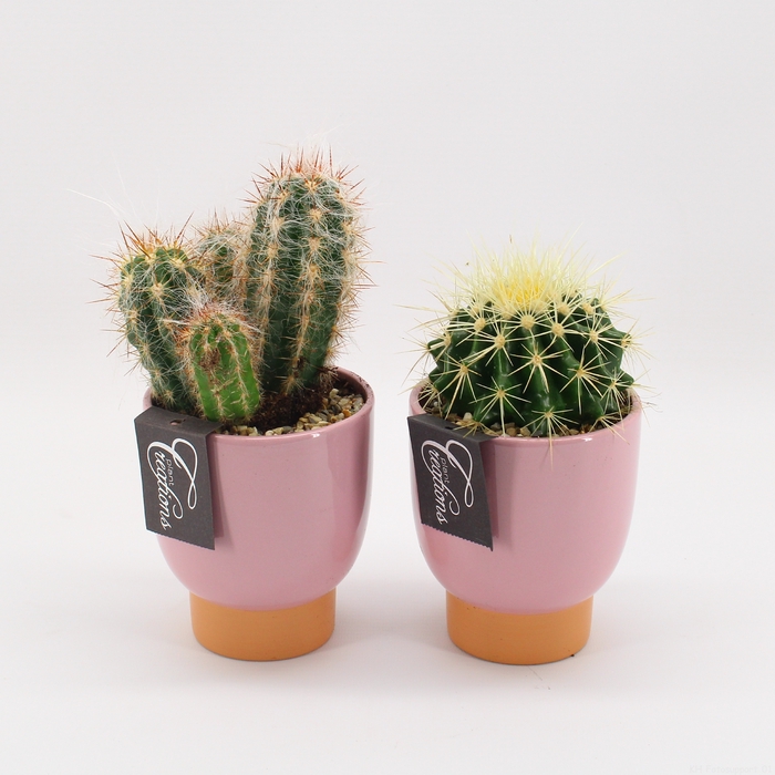 CTCR-2428 Cactus Essentials