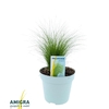 Stipa Tenuifolia Pony Tails