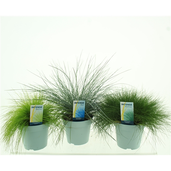 <h4>Siergrassen Mix 17cm</h4>