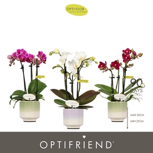 Optifriend Mix in 3 spike in Chianti Mix