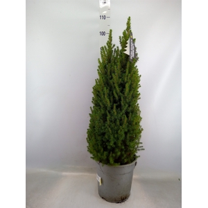 Picea glauca 'Perfecta'