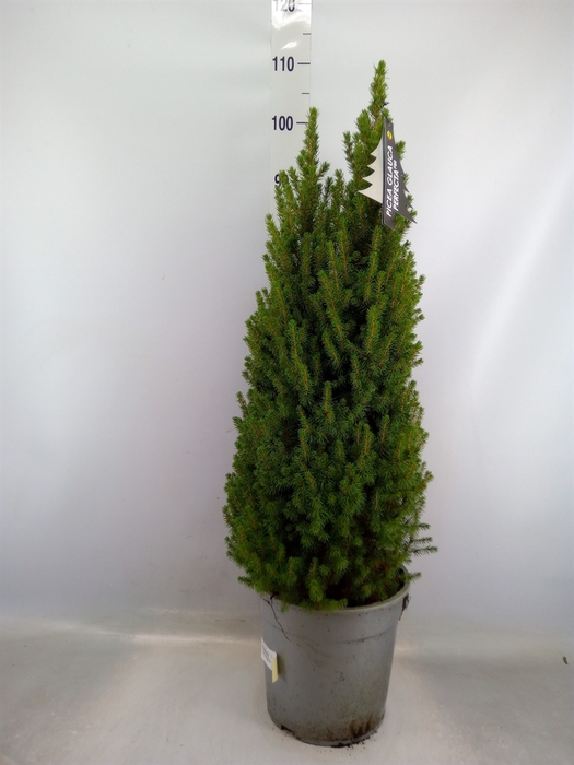 <h4>Picea glauca 'Perfecta'</h4>