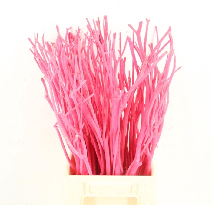 <h4>MITSUMATA H%</h4>