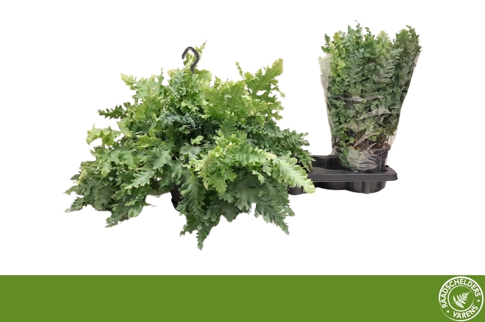 <h4>PHLEBO A DAVANA</h4>