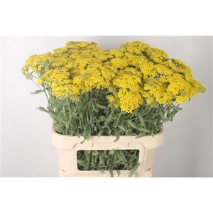 Achillea Moonshine
