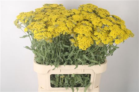 <h4>Achillea Moonshine</h4>