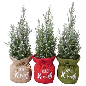 PTK25138 Ellwoodii met sneeuw in jute mix