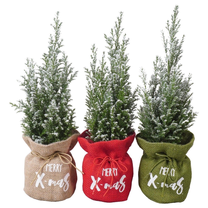 <h4>PTK25138 Ellwoodii met sneeuw in jute mix</h4>