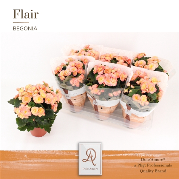 <h4>Begonia Hailey sunset P14 Dolc'Amore® Flair</h4>