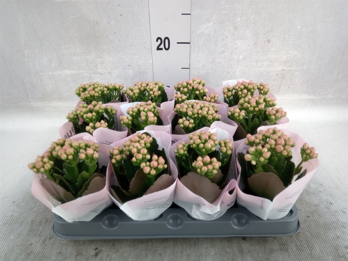 Kalanchoe  'MoreFlow Lillian'