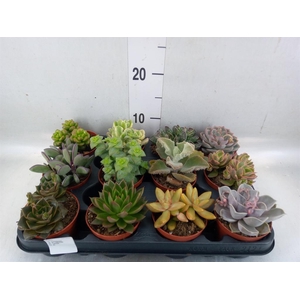 Succulents   ...