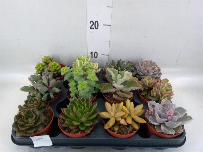 <h4>Succulents   ...</h4>
