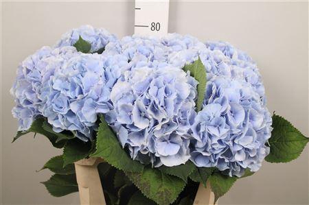 <h4>Hydr M Verena Bl</h4>