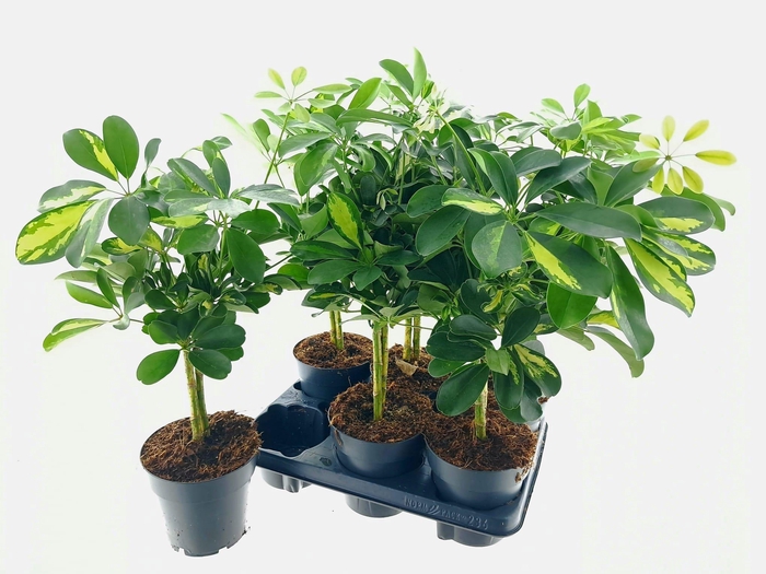 <h4>SCHEF AR GOLD CAPELL</h4>