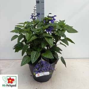 SALVIA BLACK & BLOOM