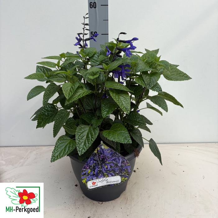 <h4>SALVIA BLACK & BLOOM</h4>
