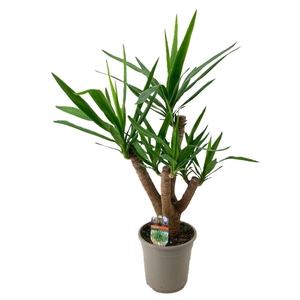 Yucca elephantipes vertakt