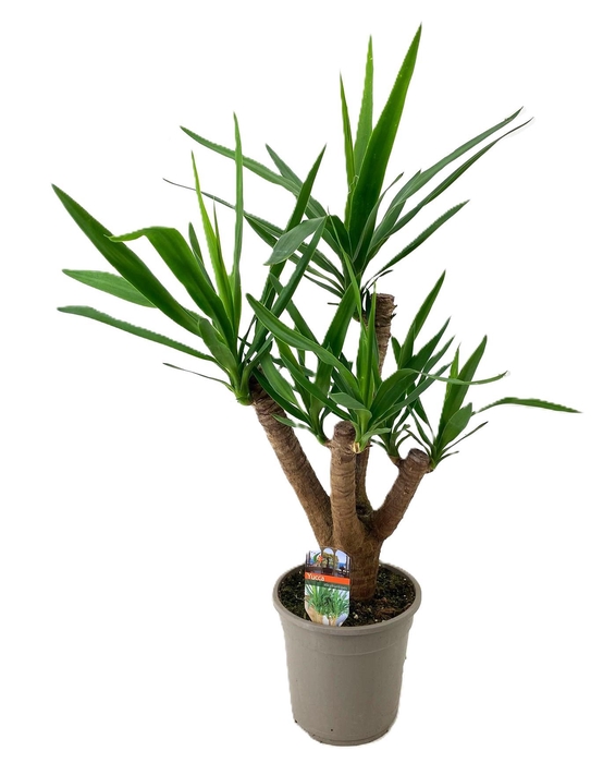 <h4>Yucca elephantipes vertakt</h4>