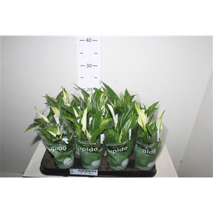 Spath Pearl Cupido 3+ Hoesje