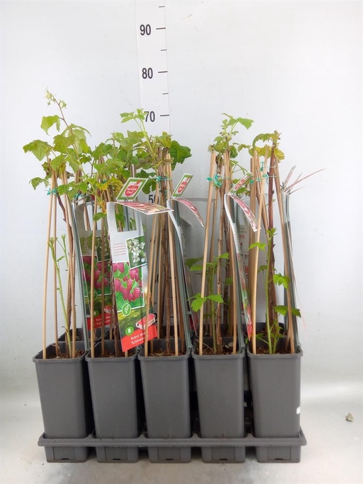 <h4>Rubus idaeus 'Schoenemann'</h4>