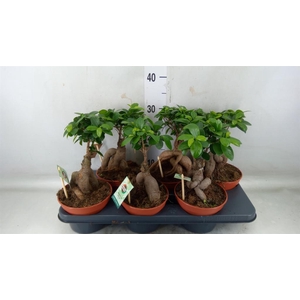Ficus microcarpa 'Ginseng'