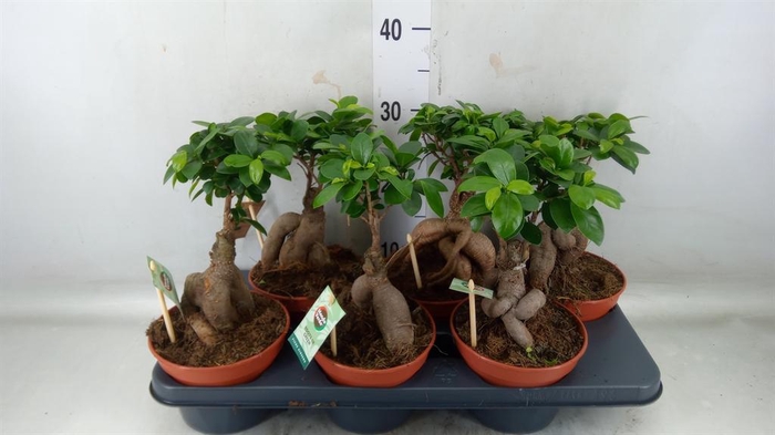 <h4>Ficus microcarpa 'Ginseng'</h4>