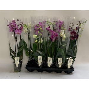 PHAL GEM