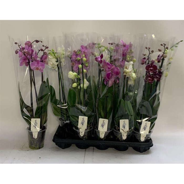 <h4>PHAL GEM</h4>