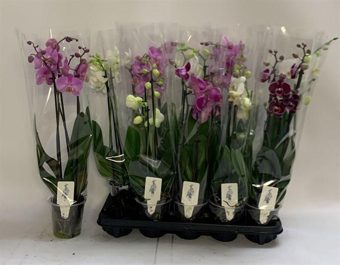PHAL GEM