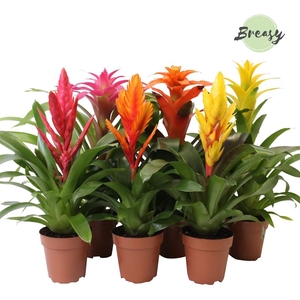 Bromelia gemengd